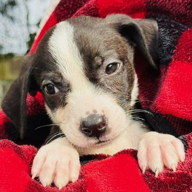 Enlarge Niblet, a Adoptable Mixed Breed in Williston, FL image 4/6