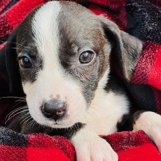 Enlarge Niblet, a Adoptable Mixed Breed in Williston, FL image 5/6