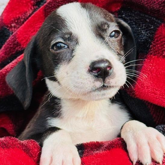 Enlarge Niblet, a Adoptable Mixed Breed in Williston, FL image 6/6