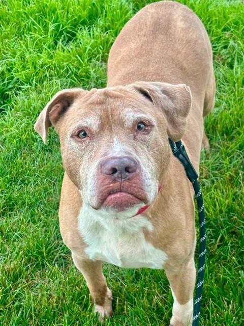 TYLER, Adoptable, Senior Male Pit Bull Terrier.