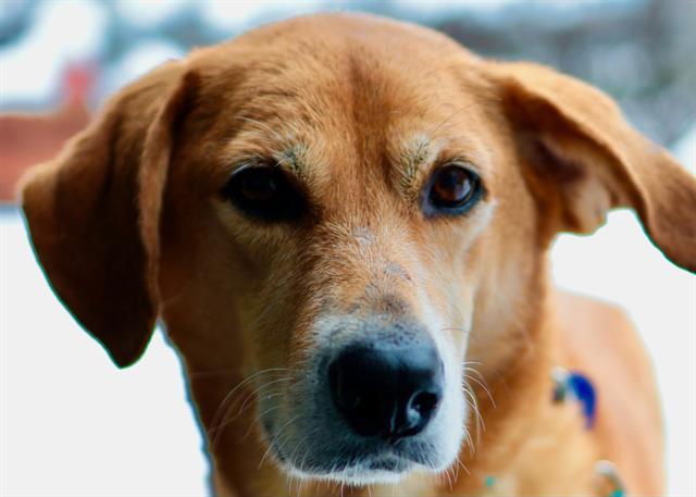 WINNIE, Adoptable, Adult Female Labrador Retriever & Mixed Breed.
