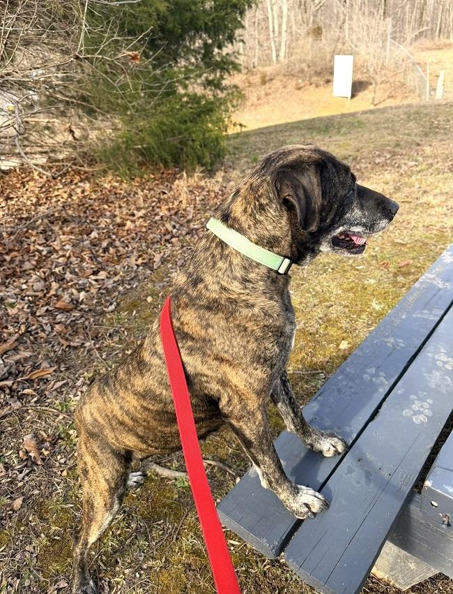 ELLA, ADOPTABLE, Adult Female Mixed Breed.