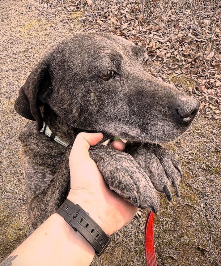 Enlarge ELLA, a ADOPTABLE Mixed Breed in Pegram, TN image 2/2