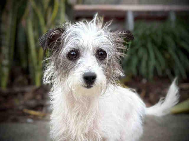 PIXEL, Adoptable, Adult Female Terrier & Terrier.