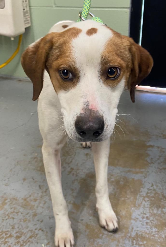 Brandy, Adoptable, Young Female Hound.