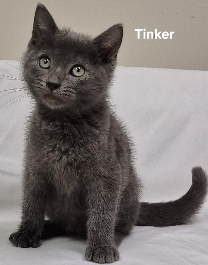 Tinker, Adoptable, Kitten Male Domestic Short Hair.