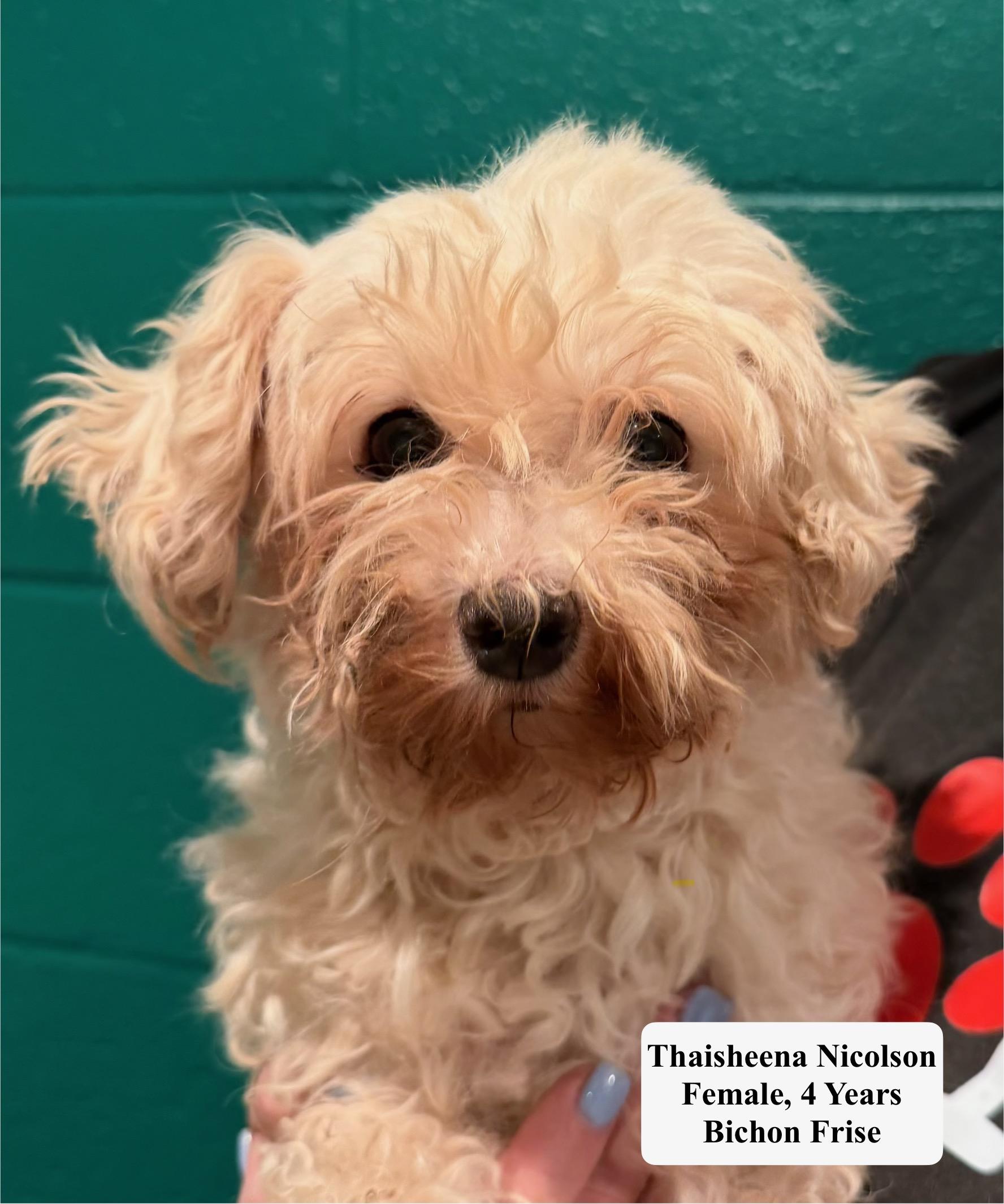 Enlarge Thaisheena Nicolson, a Adopted Bichon Frise in Blue Springs, MO image 1/1