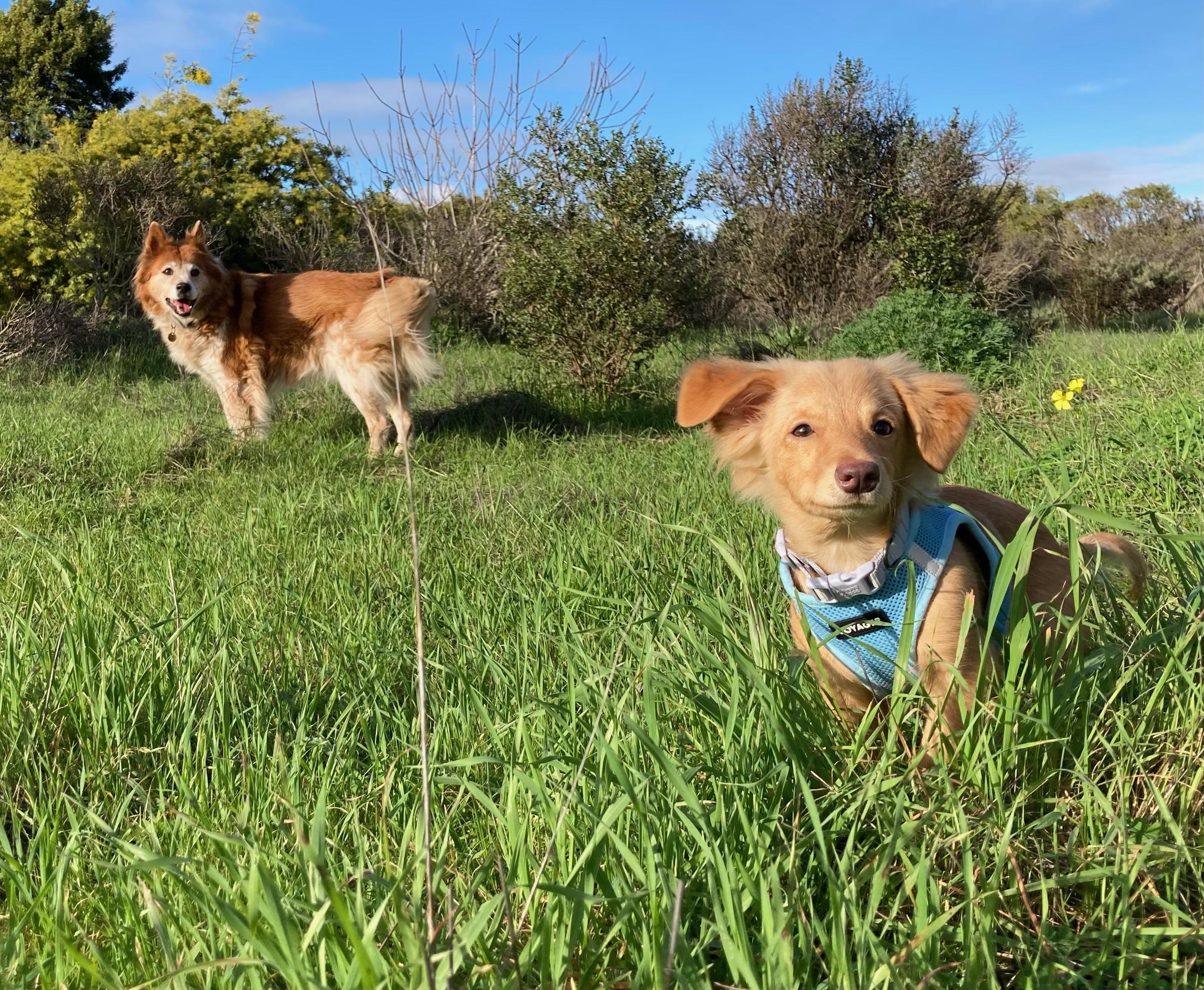 Enlarge Harriet, an adopted mixed breed in Emeryville, CA image 2/6