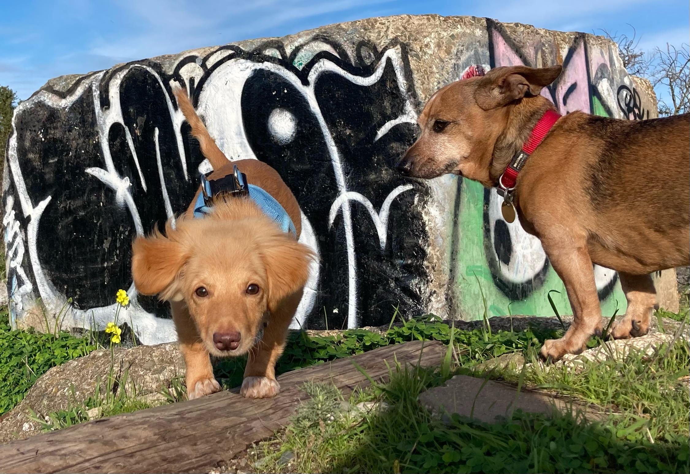 Enlarge Harriet, an adopted mixed breed in Emeryville, CA image 6/6