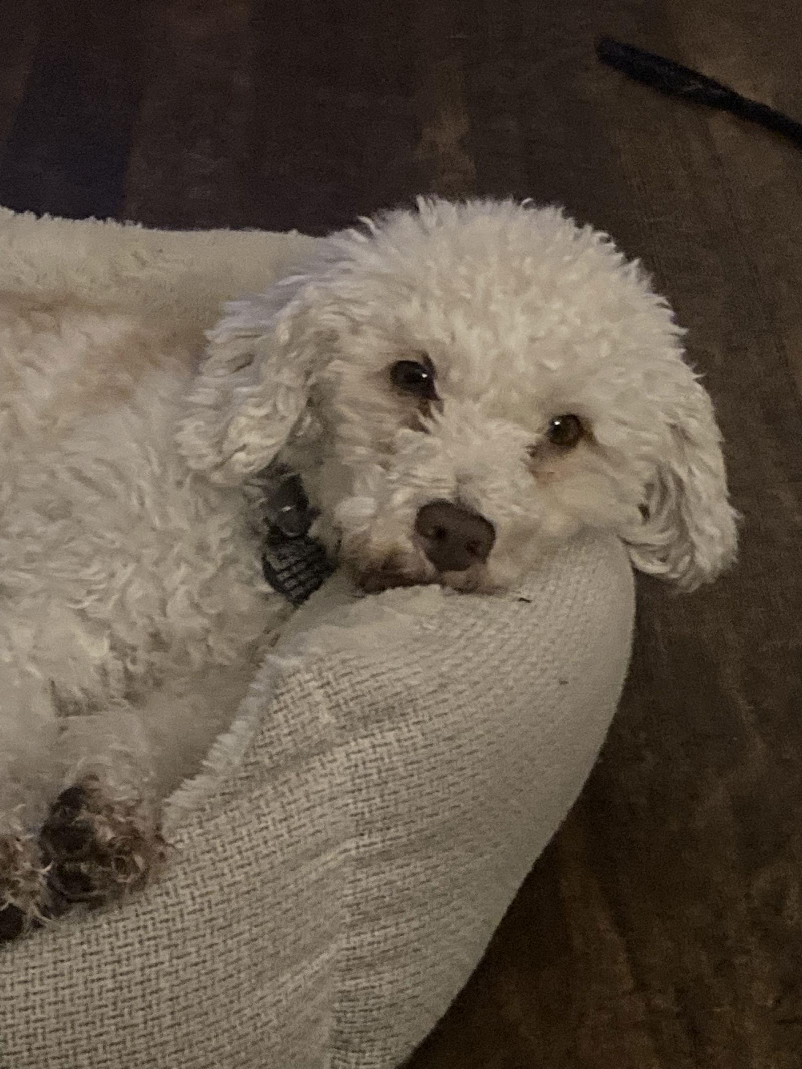 Enlarge Lynnie, a Adoptable mixed breed in Rootstown, OH image 1/3