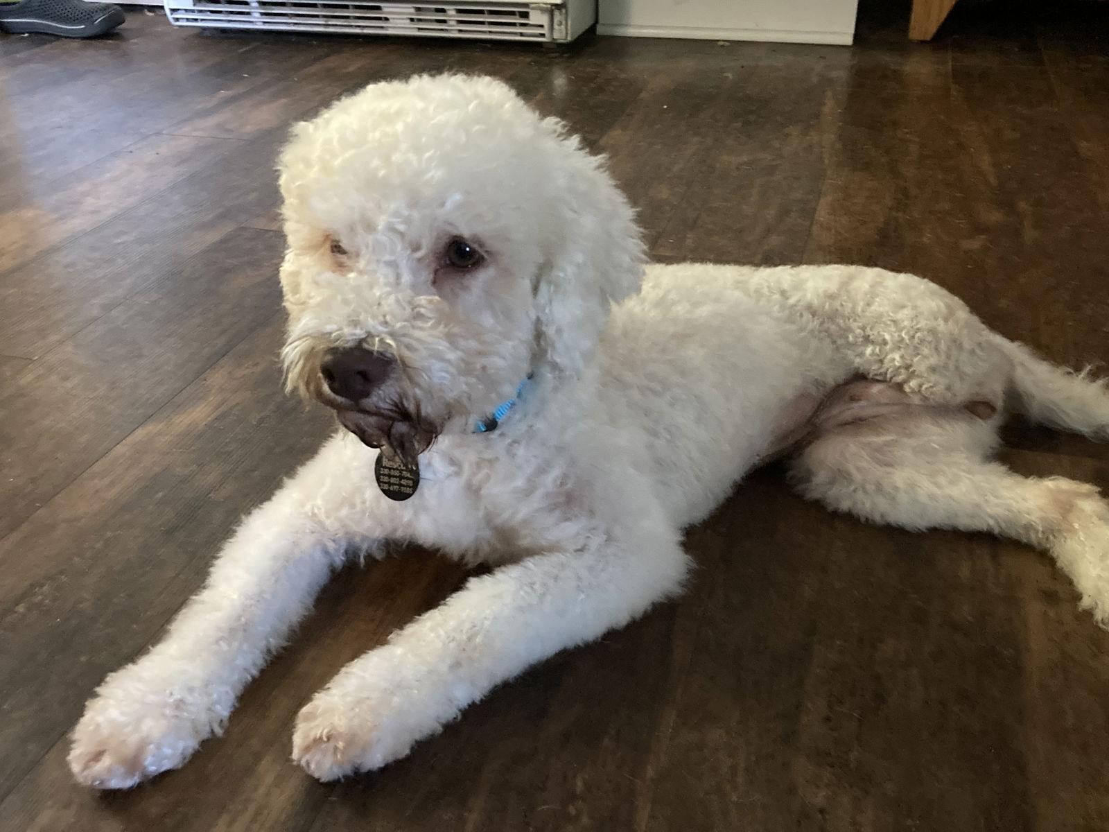 Enlarge Lynnie, a Adoptable mixed breed in Rootstown, OH image 2/3