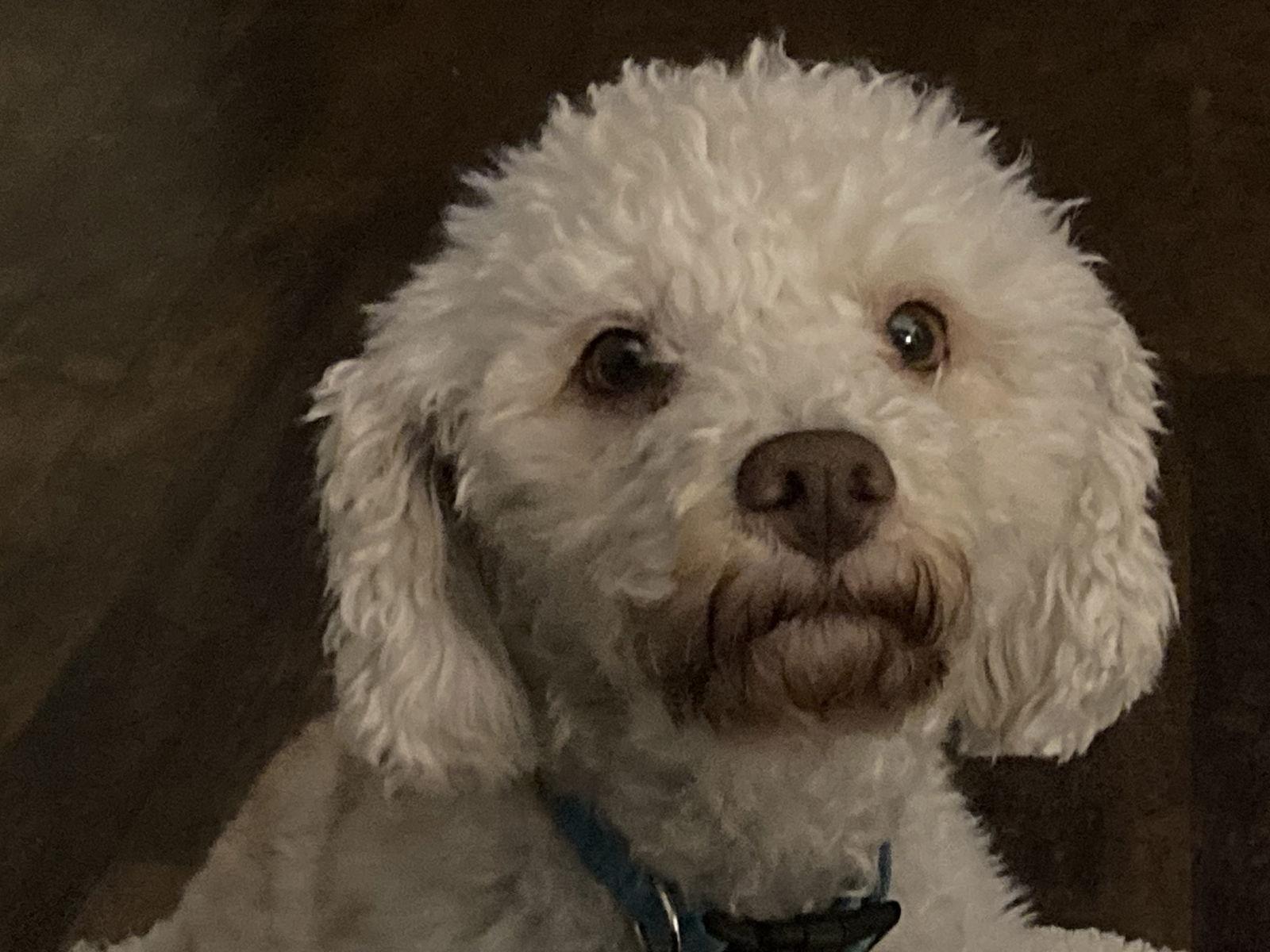 Enlarge Lynnie, a Adoptable mixed breed in Rootstown, OH image 3/3