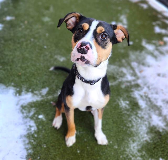 Enlarge CUPID, a Adoptable mixed breed in Minneapolis, MN image 1/1