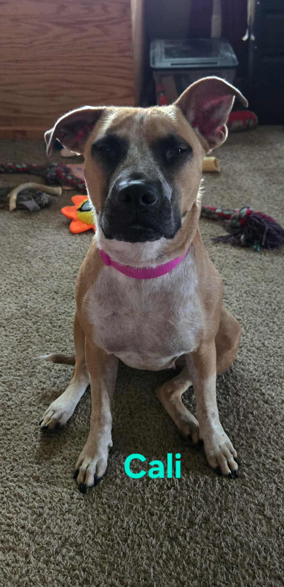 Enlarge Cali, a Adoptable Terrier in Waterloo, IA image 1/1