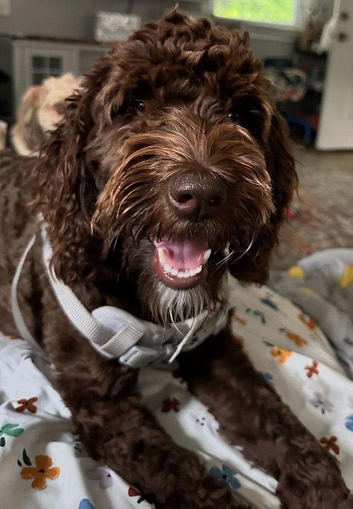 Ella - ON HOLD, a ADOPTABLE Labradoodle in Bowie, MD image 2/5