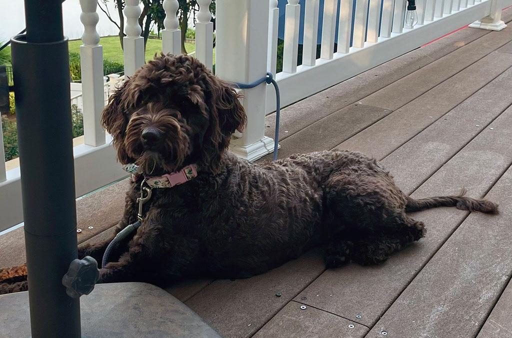 Ella - ON HOLD, ADOPTABLE, Young Female Labradoodle.