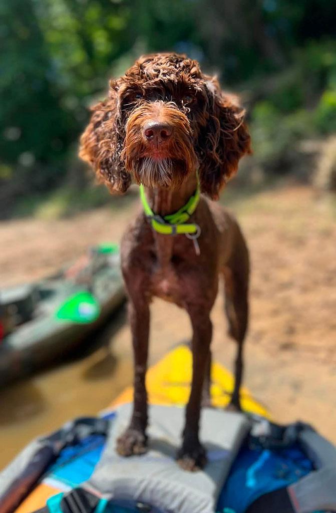Ella - ON HOLD, a ADOPTABLE Labradoodle in Bowie, MD image 3/5