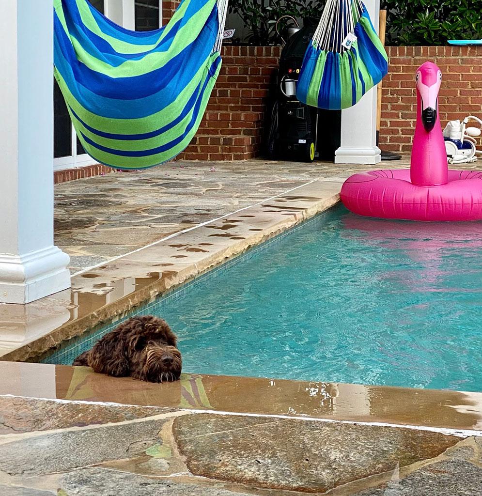 Ella - ON HOLD, a ADOPTABLE Labradoodle in Bowie, MD image 4/5