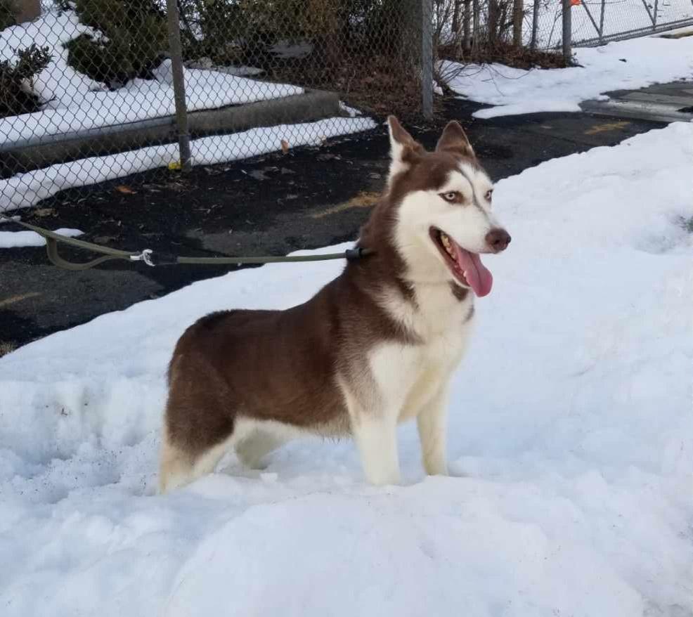Enlarge AURORA (cc#7192), a ADOPTABLE Husky in West Orange, NJ image 5/6