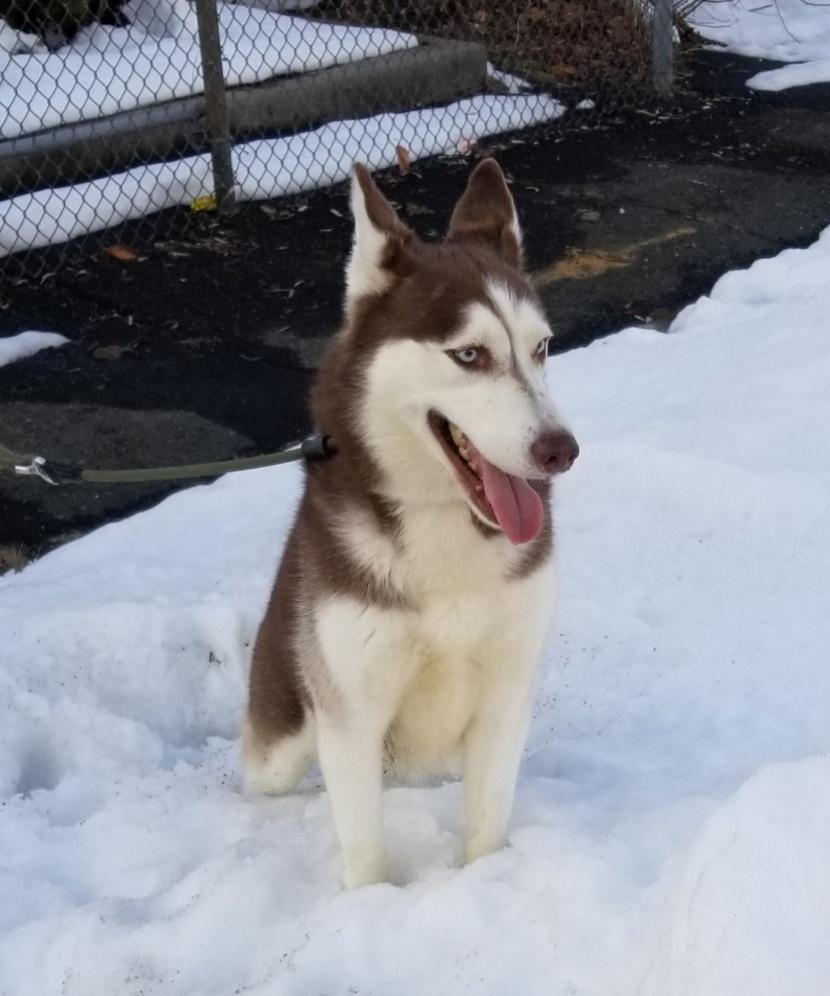 Enlarge AURORA (cc#7192), a ADOPTABLE Husky in West Orange, NJ image 1/6