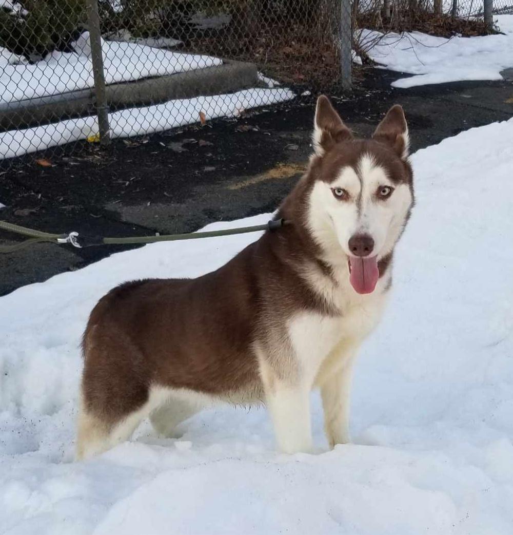 Enlarge AURORA (cc#7192), a ADOPTABLE Husky in West Orange, NJ image 4/6