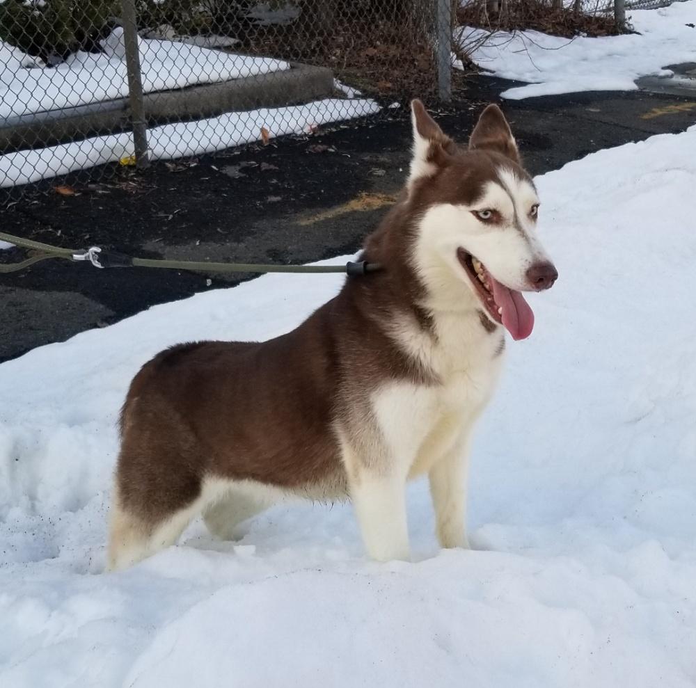 Enlarge AURORA (cc#7192), a ADOPTABLE Husky in West Orange, NJ image 6/6