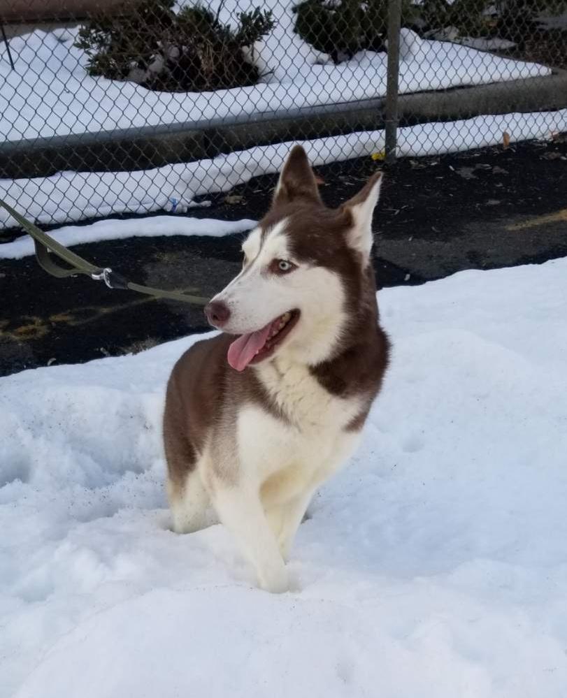 Enlarge AURORA (cc#7192), a ADOPTABLE Husky in West Orange, NJ image 2/6