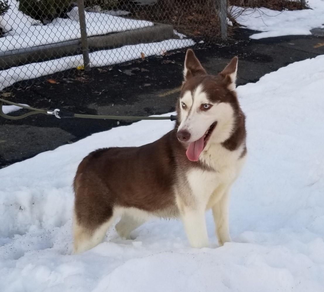 Enlarge AURORA (cc#7192), a ADOPTABLE Husky in West Orange, NJ image 3/6