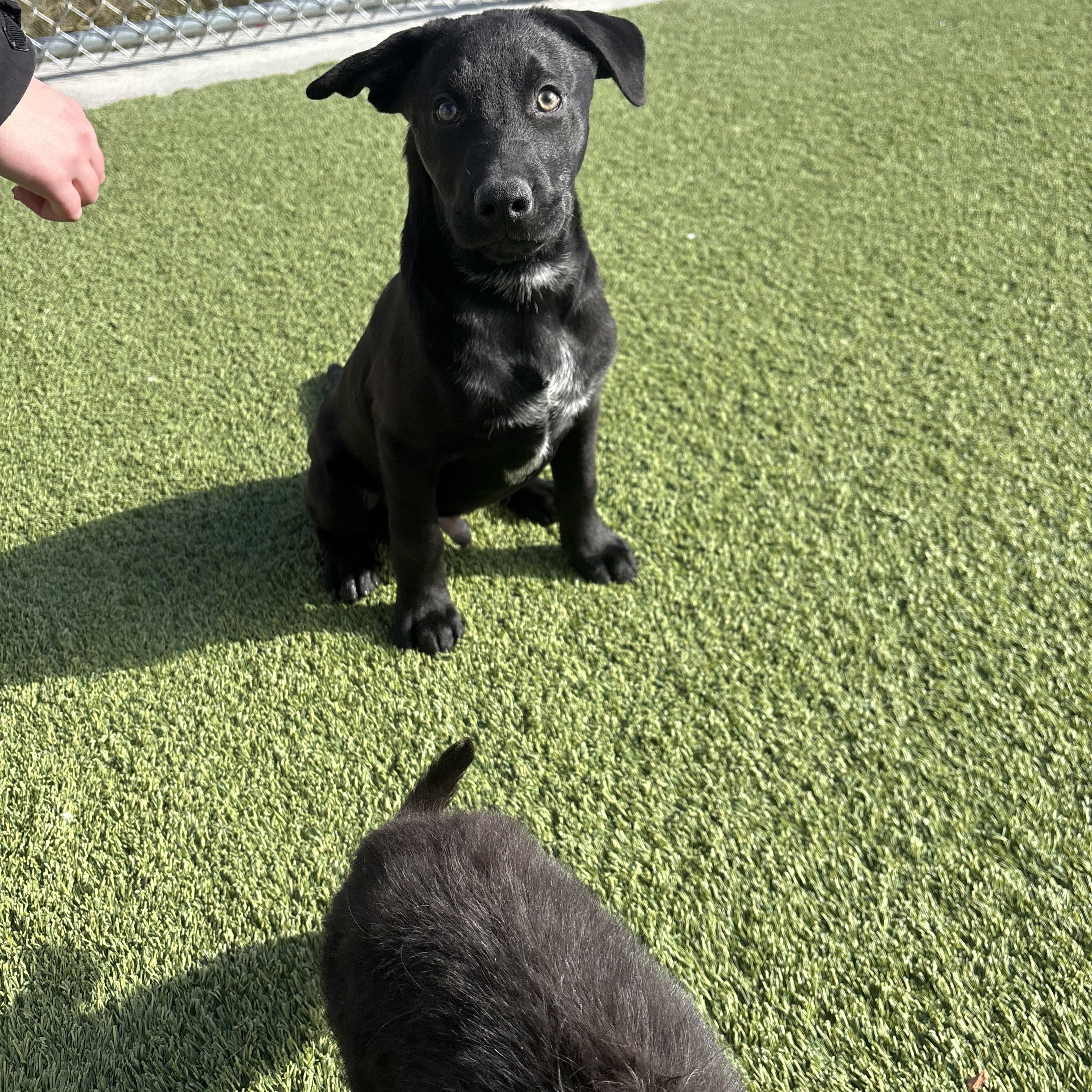 Hiccup, Adoptable, Puppy Male Mixed Breed.