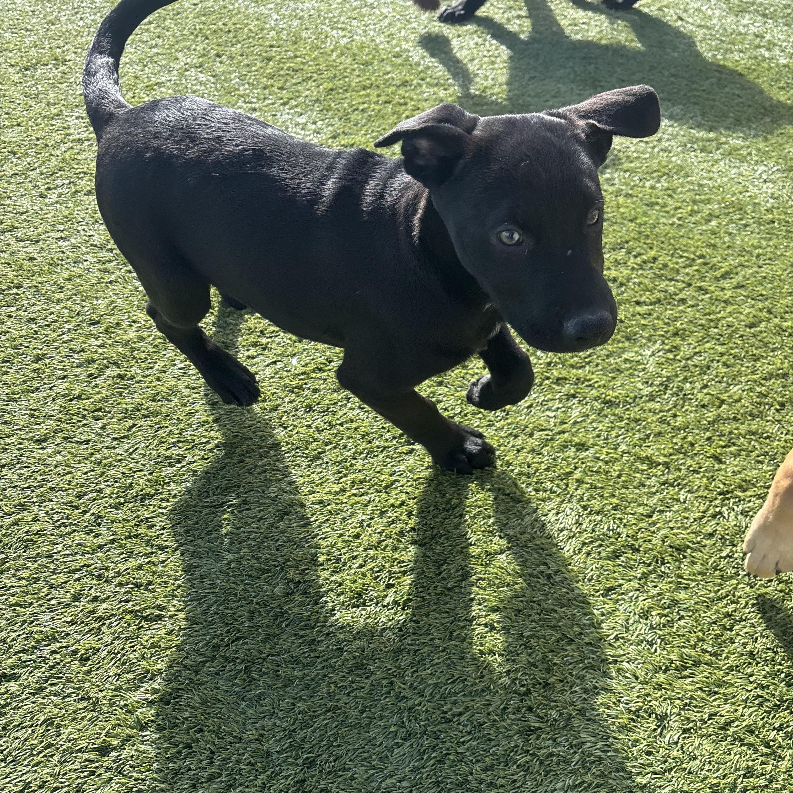 Enlarge Hiccup, a Adoptable Mixed Breed in Liberty, MO image 2/4