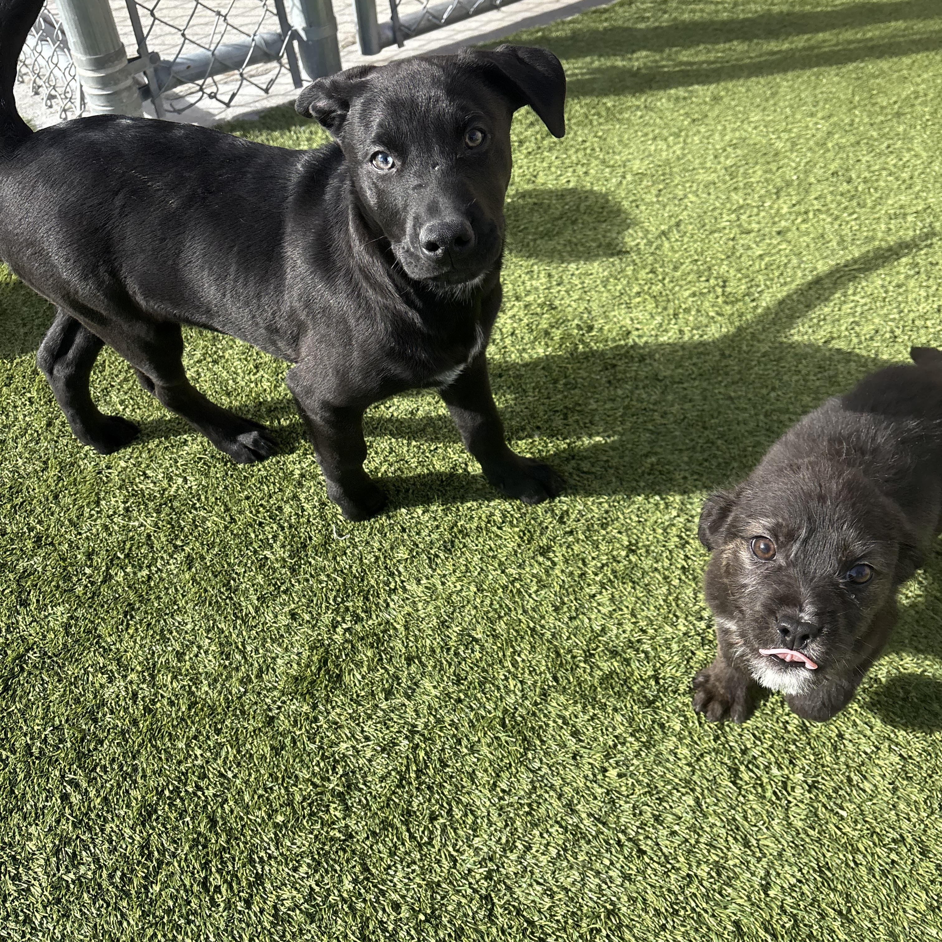 Enlarge Hiccup, a Adoptable Mixed Breed in Liberty, MO image 3/4