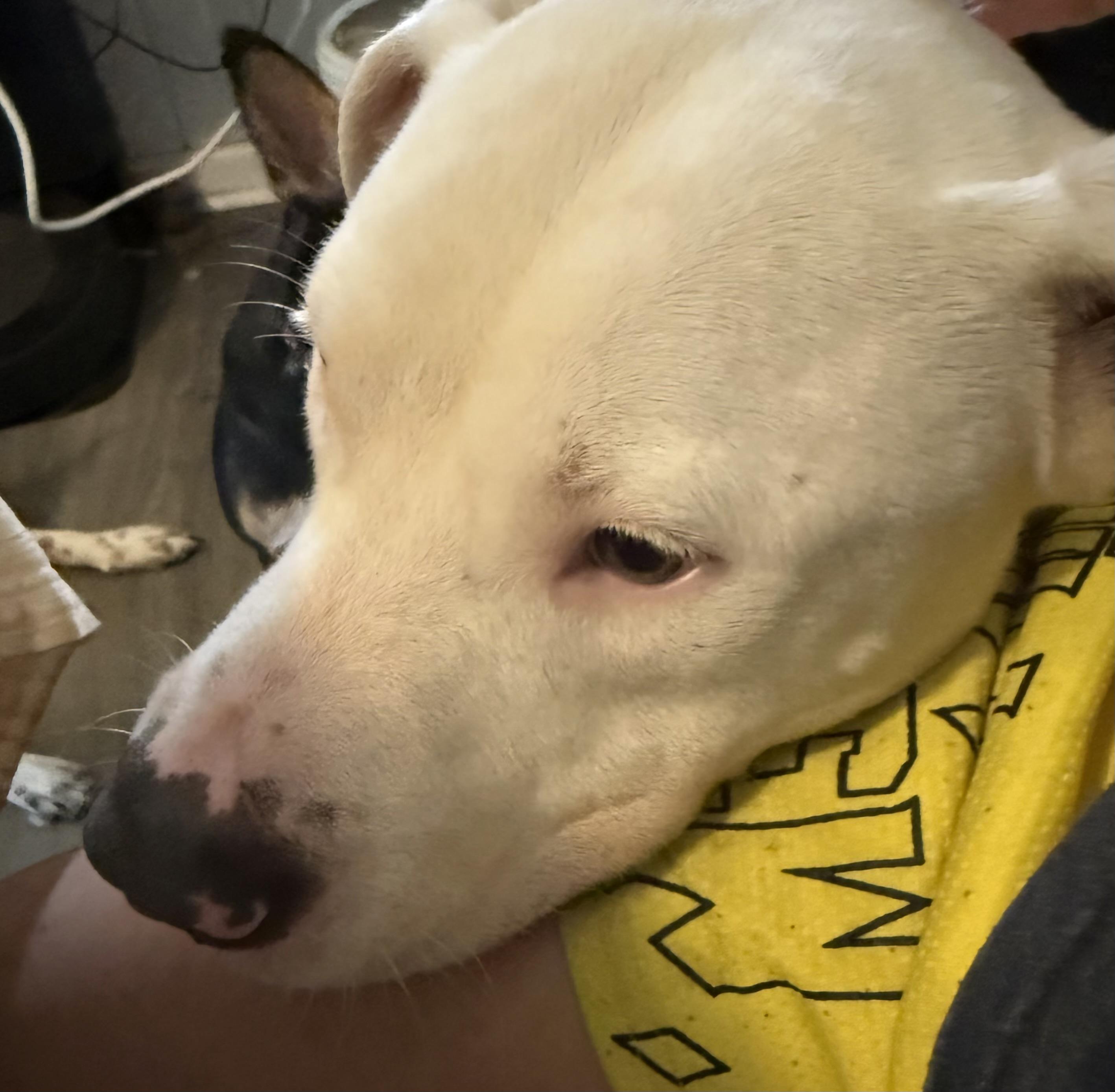 Bruce, Adoptable, Young Male Pit Bull Terrier.