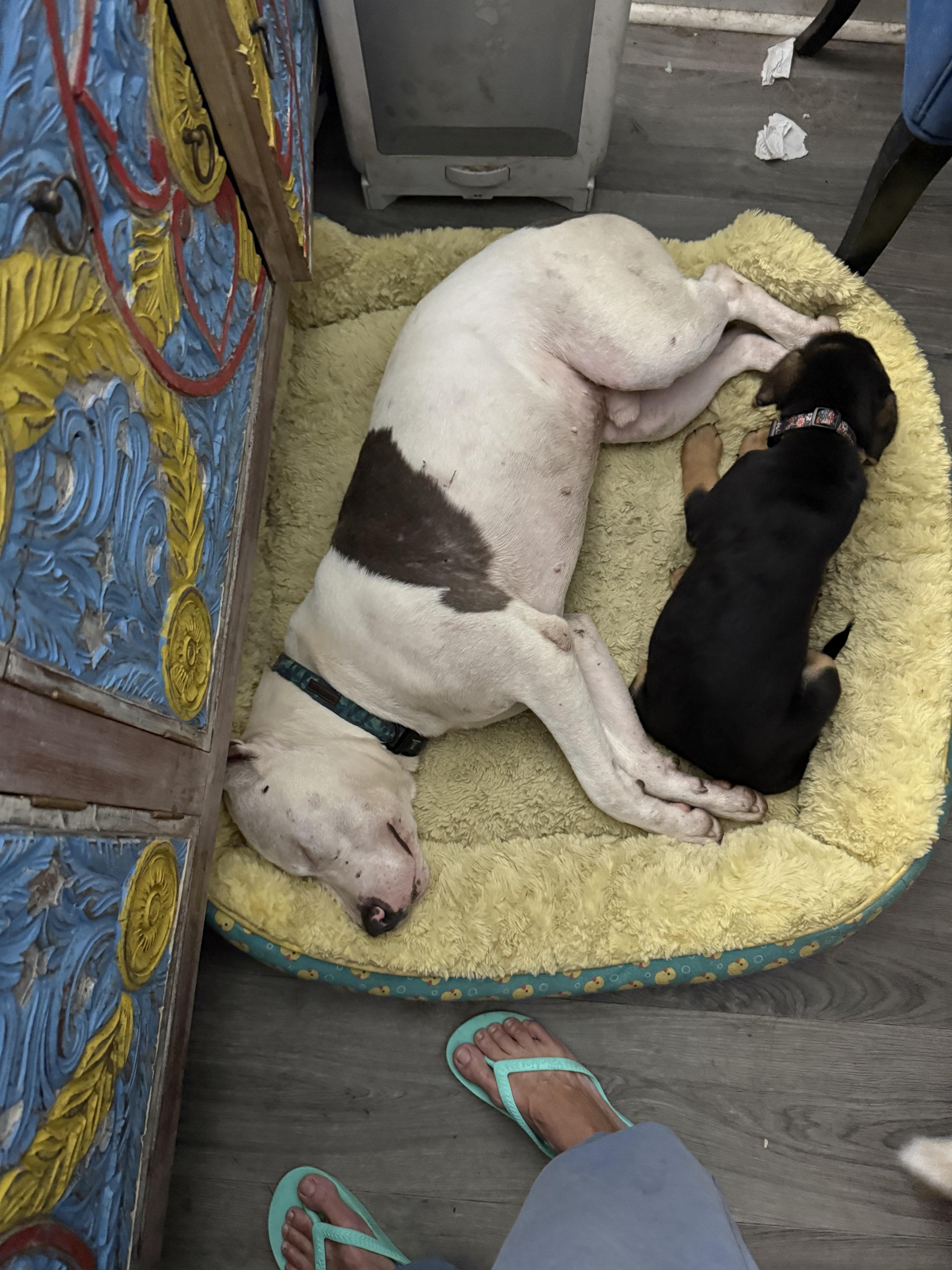 Enlarge Bruce, a Adoptable Pit Bull Terrier in Folkston, GA image 4/4