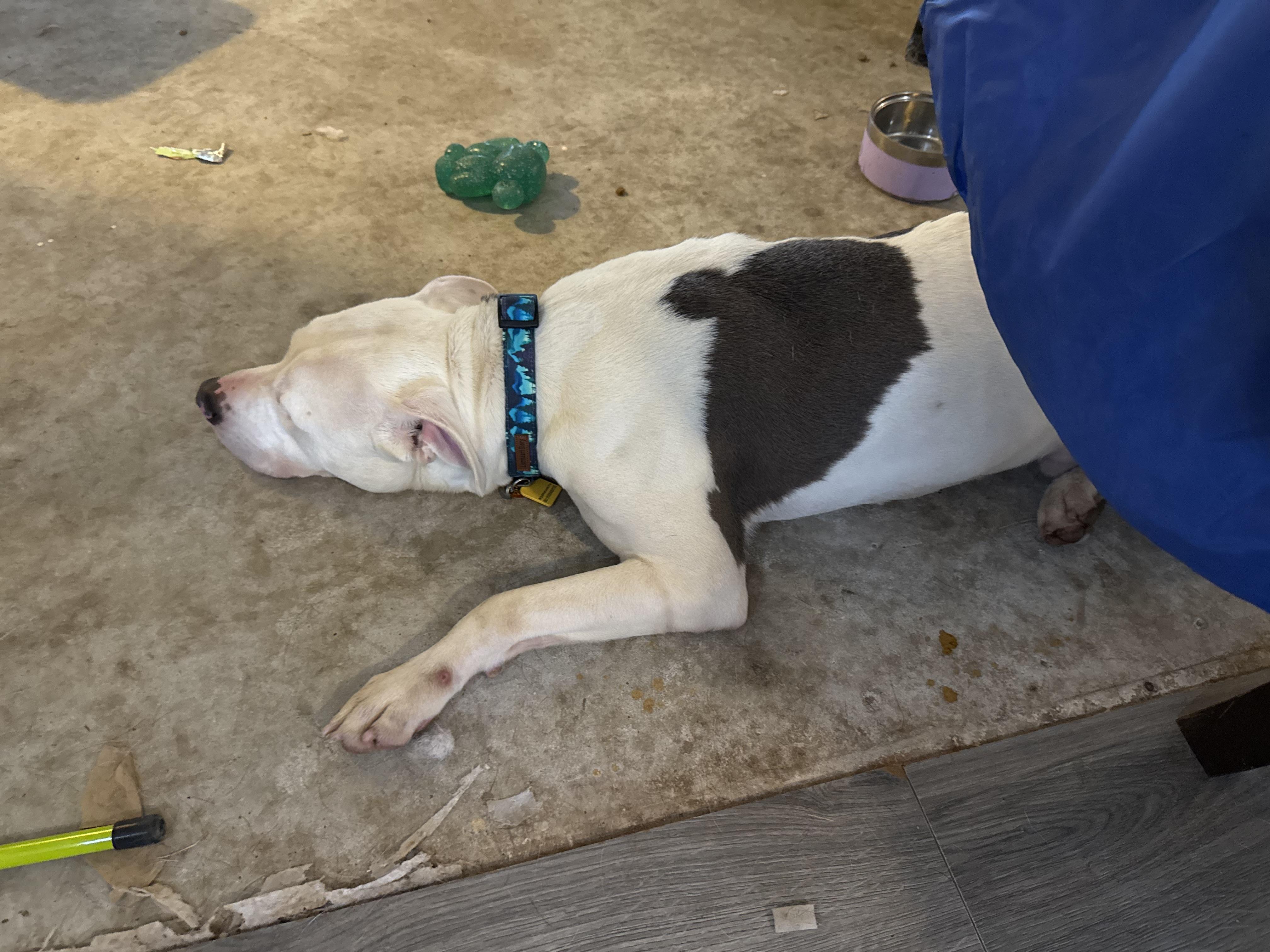 Enlarge Bruce, a Adoptable Pit Bull Terrier in Folkston, GA image 3/4