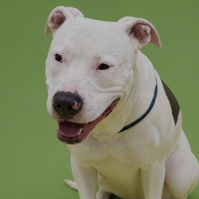 Enlarge Bruce, a Adoptable Pit Bull Terrier in Folkston, GA image 2/4