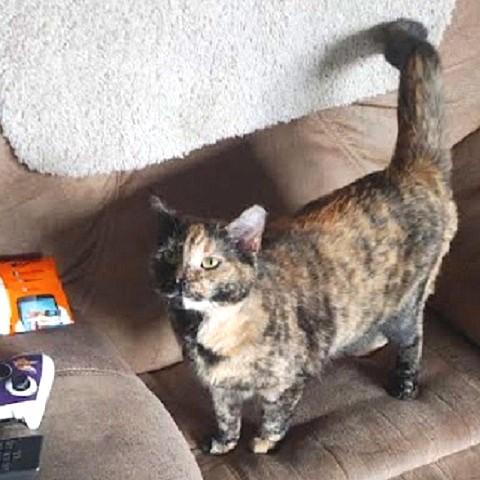 Enlarge Piper, a ADOPTABLE Dilute Tortoiseshell in Salt Lake City, UT image 1/1