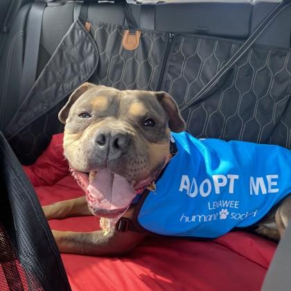 Enlarge Duckie, a Adoptable Mixed Breed in Adrian, MI image 3/5