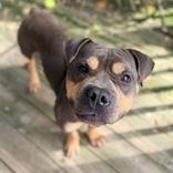 Enlarge Duckie, a Adoptable Mixed Breed in Adrian, MI image 4/5