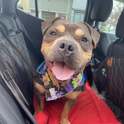 Enlarge Duckie, a Adoptable Mixed Breed in Adrian, MI image 1/5