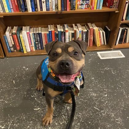 Enlarge Duckie, a Adoptable Mixed Breed in Adrian, MI image 2/5