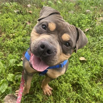 Enlarge Duckie, a Adoptable Mixed Breed in Adrian, MI image 5/5