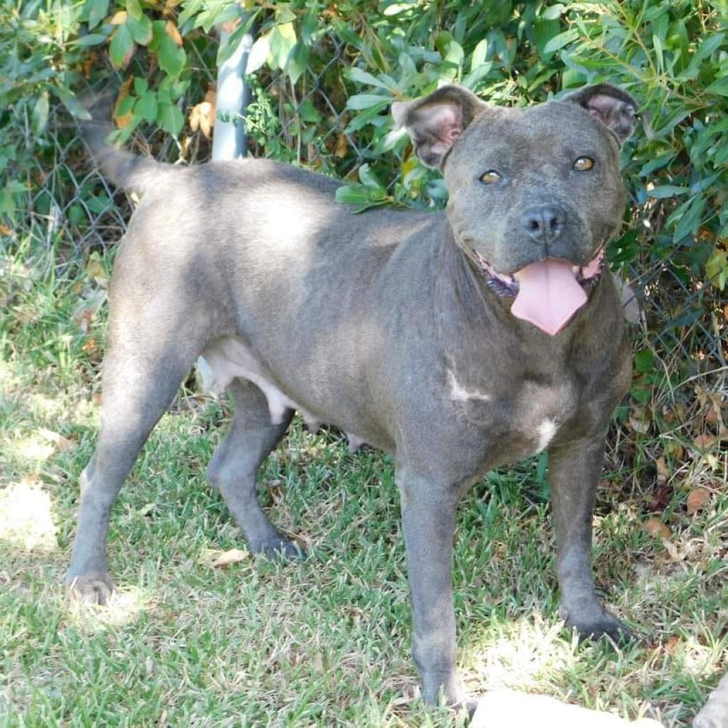 Ashe, Adoptable, Senior Female Mixed Breed & Pit Bull Terrier.