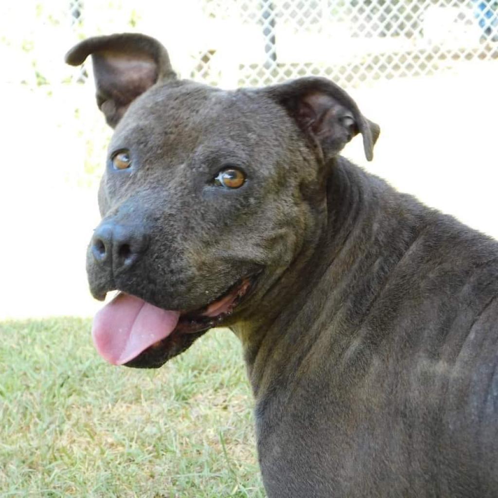 Ashe, a Adoptable mixed breed in Oakdale, LA image 3/6