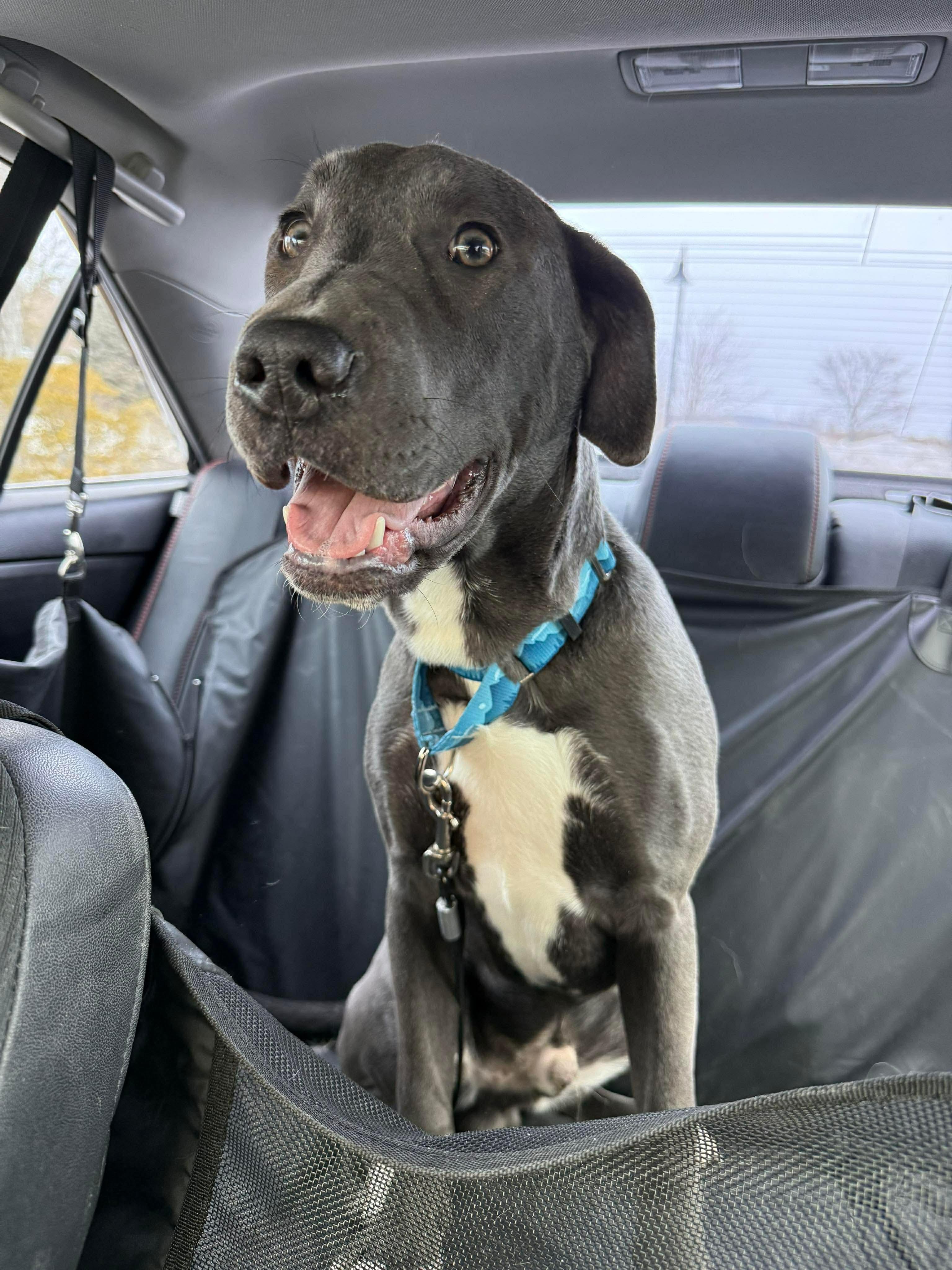 Enlarge Bourbon, an adopted mixed breed in Jackson , NJ image 2/2