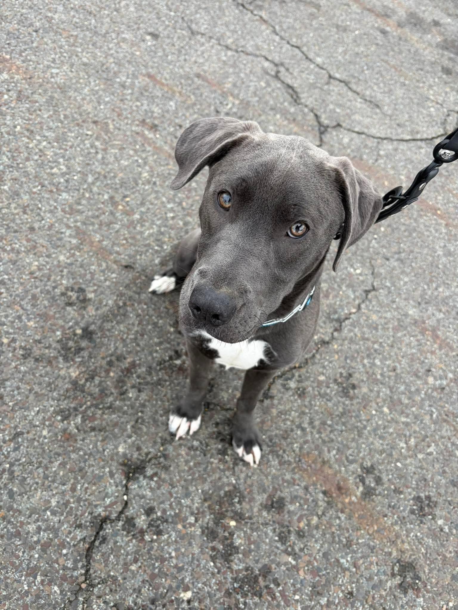 Bourbon, adopted, Puppy Male Mixed Breed.