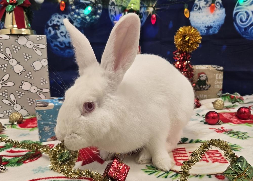Mark, a Adoptable Bunny Rabbit in Westford, MA image 1/6