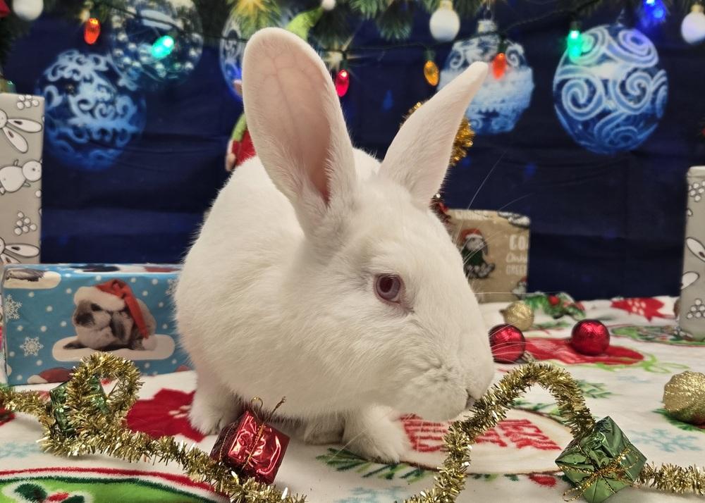 Mark, a Adoptable Bunny Rabbit in Westford, MA image 2/6