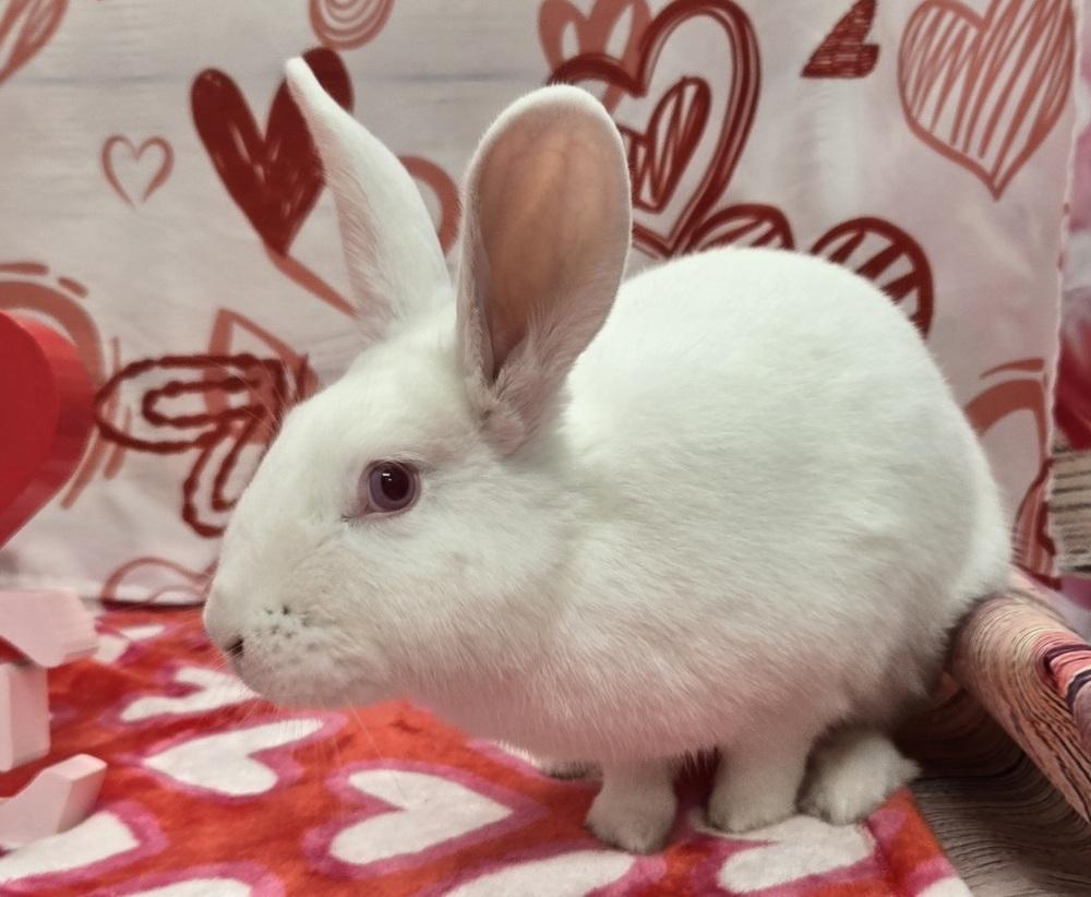 Enlarge Mark, a Adoptable Bunny Rabbit in Westford, MA image 1/6