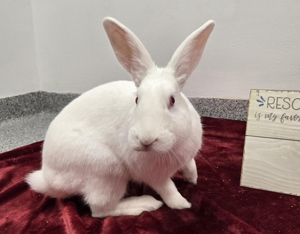 Enlarge Mark, a Adoptable Bunny Rabbit in Westford, MA image 2/6
