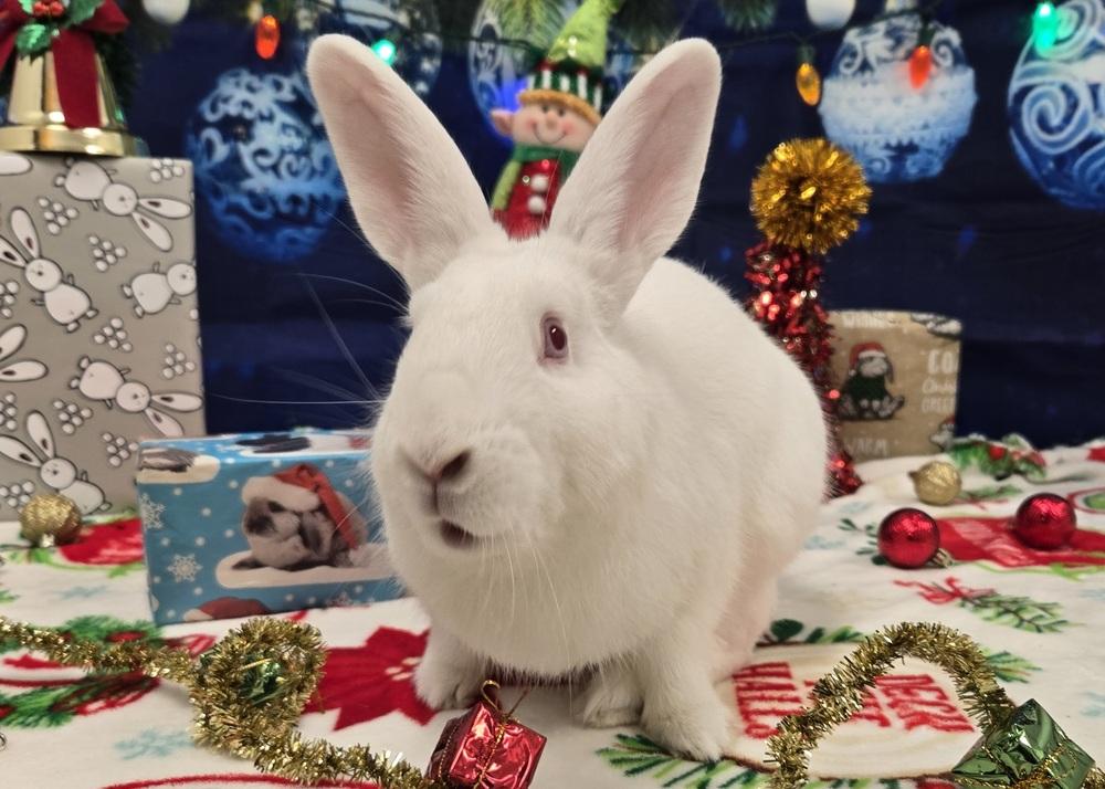 Mark, a Adoptable Bunny Rabbit in Westford, MA image 3/6